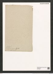 Ardissonia fulgens var. carnigera Grun. (de-Toni-Nr.: Genus 68, Species 2676) Zeichnungen Sammlung Grunow (NHMW-BOT-W0373904)